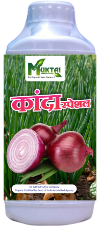 Onion Spacial